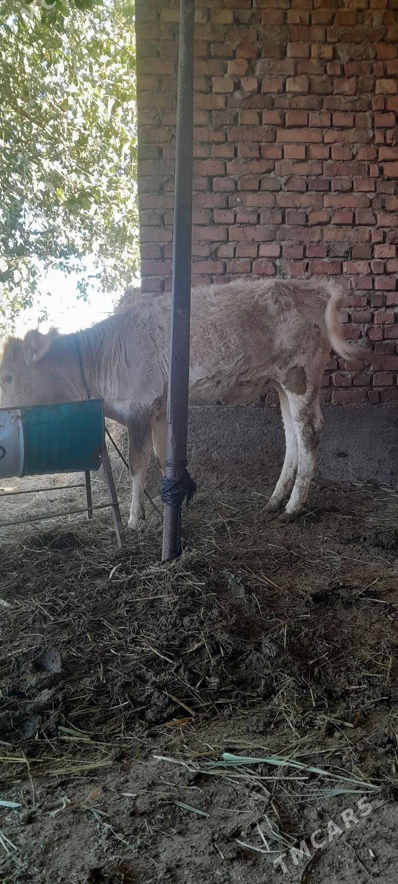 TÜWE - Bäherden - img 1