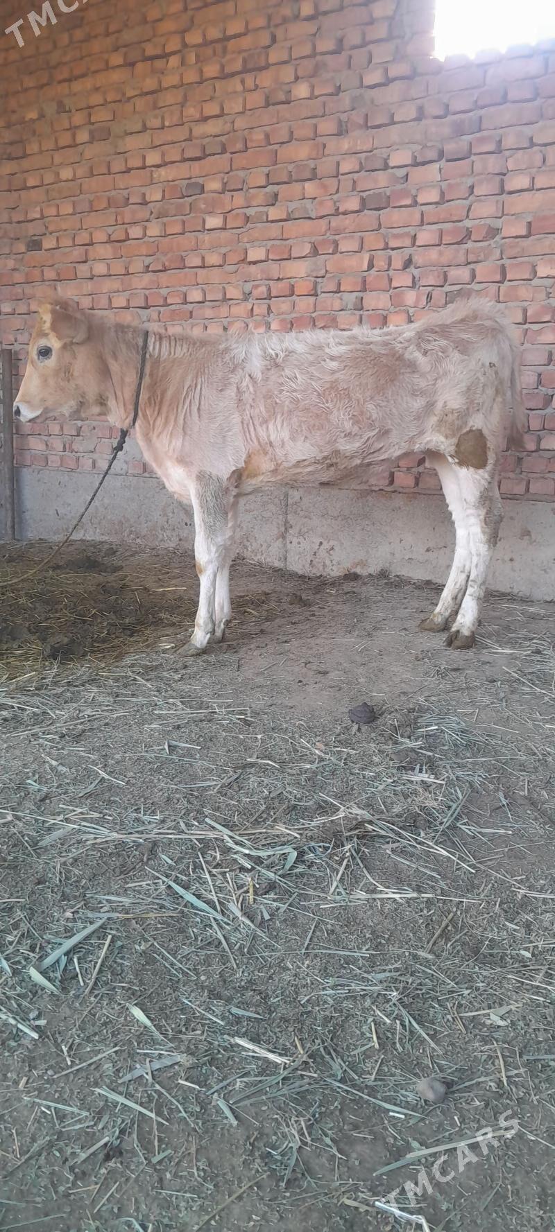 TÜWE - Bäherden - img 2