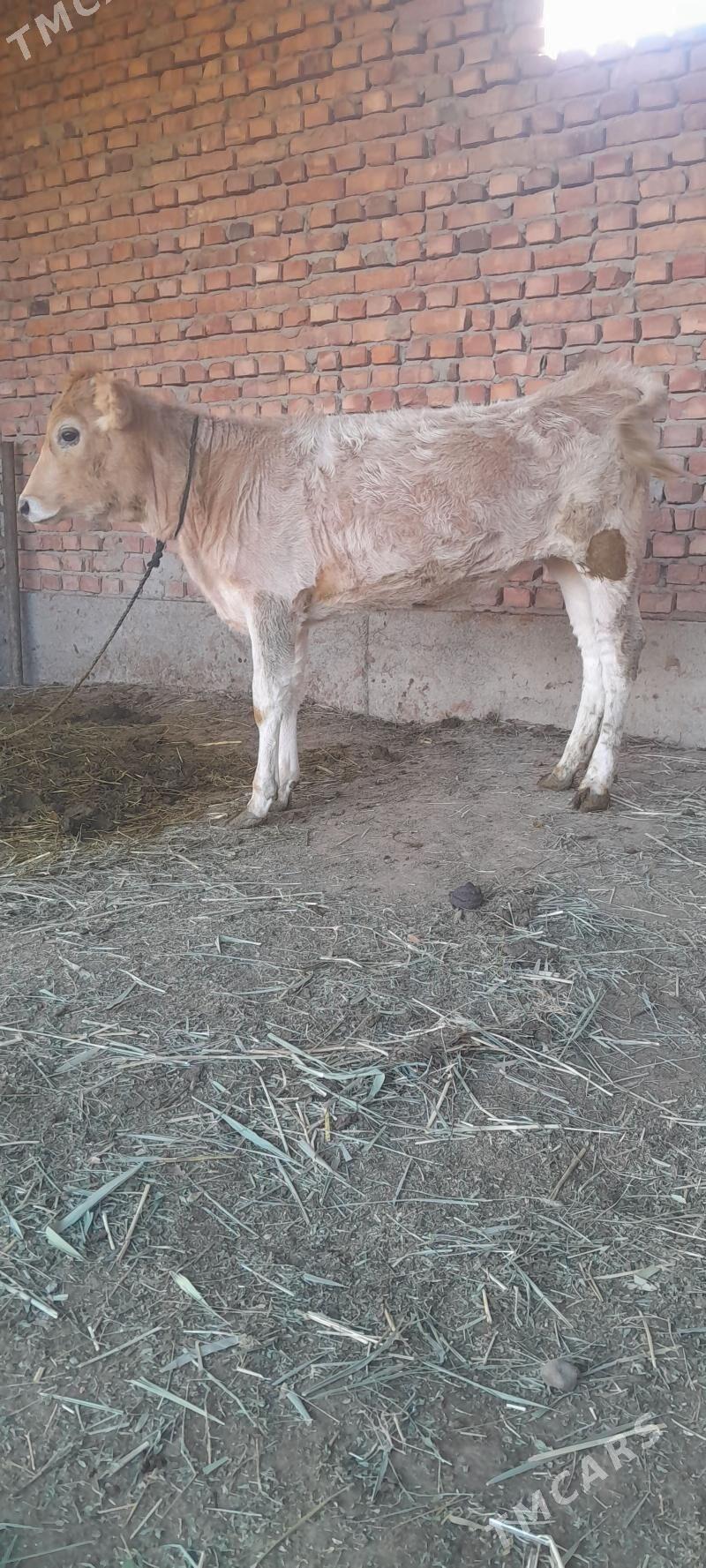 TÜWE - Bäherden - img 3