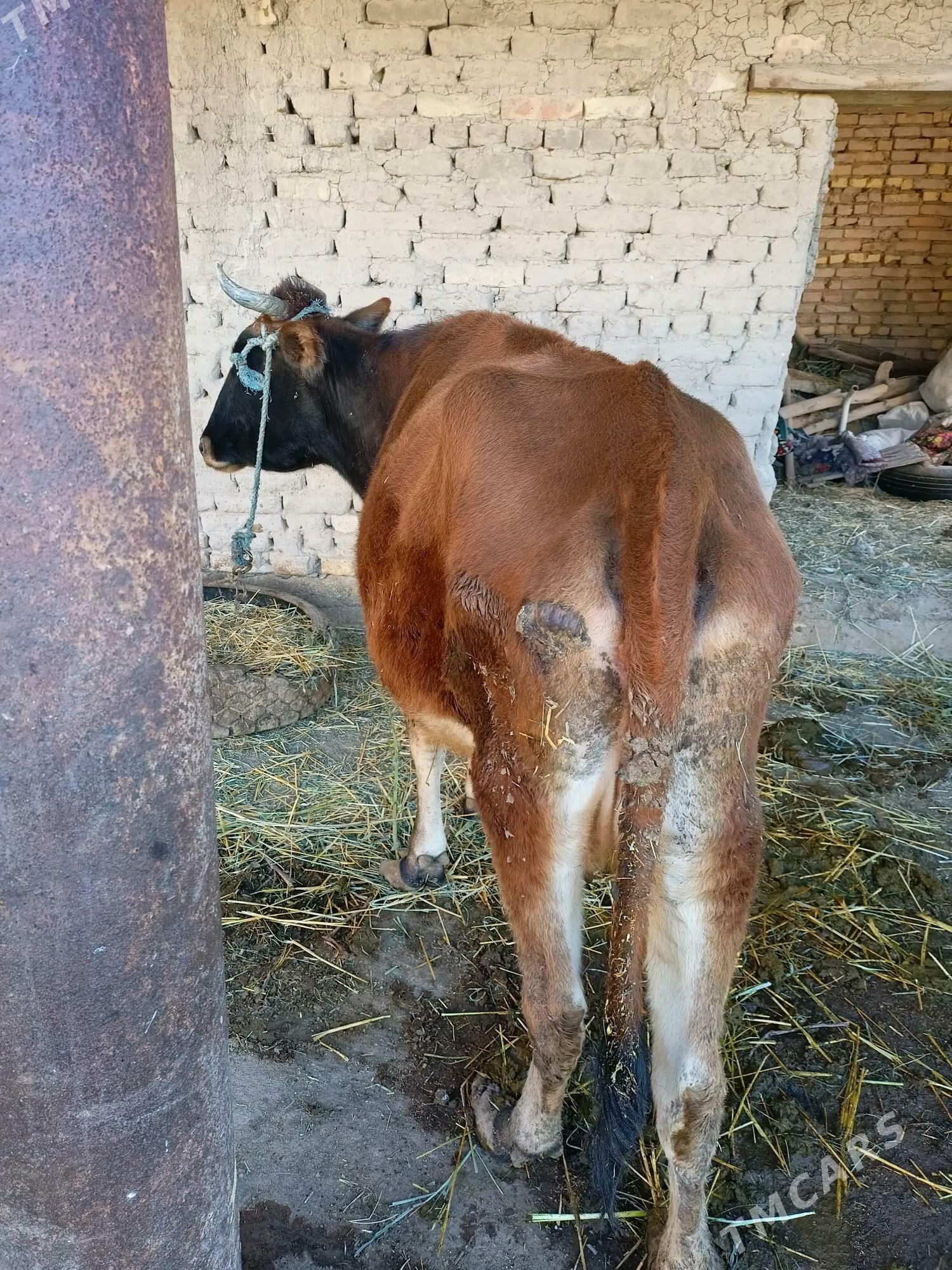 бакловтран мал семиз 120 130 к - Чарджоу - img 1