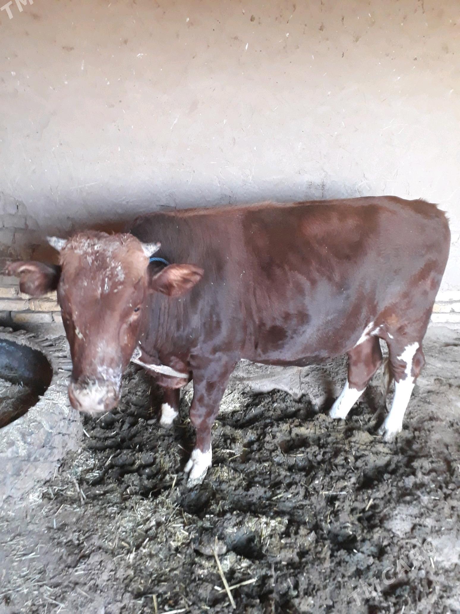 ÕKÜZ - Mary - img 1