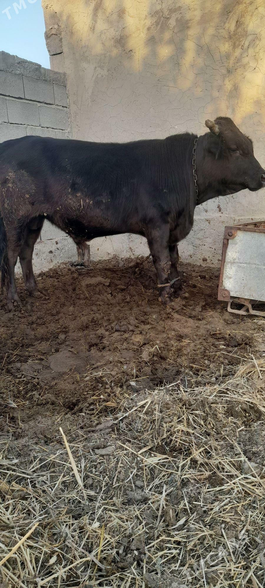 ökiz - Гёкдепе - img 1