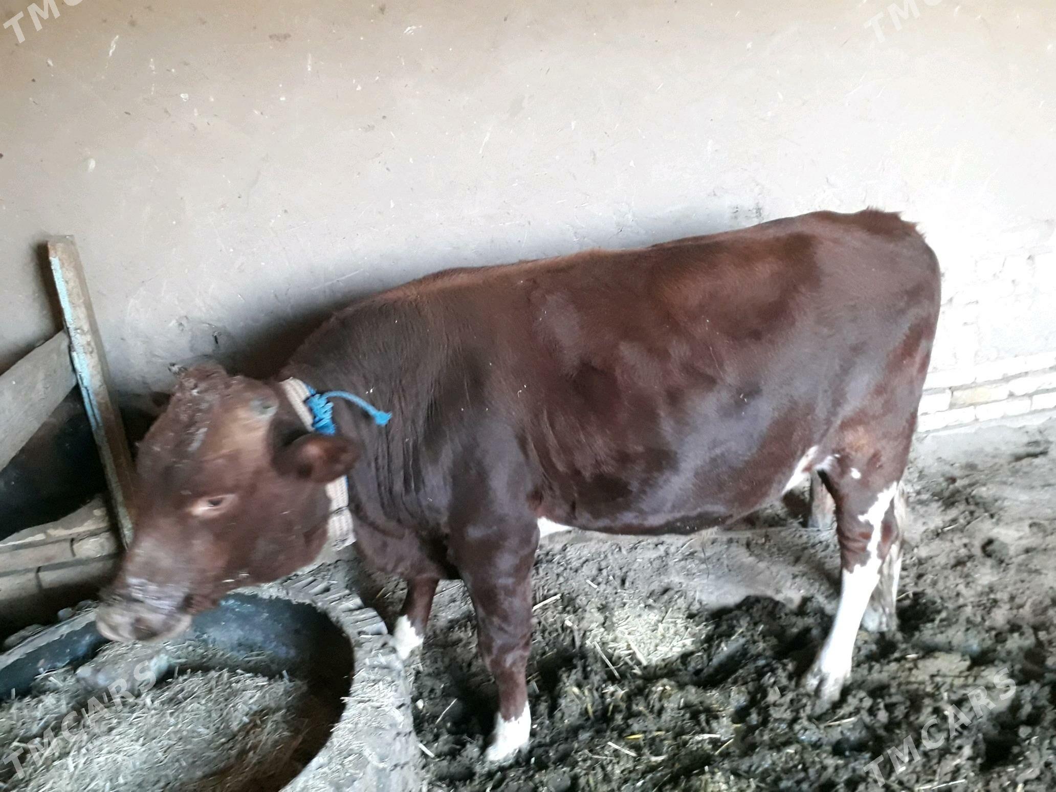 ÕKÜZ - Mary - img 3