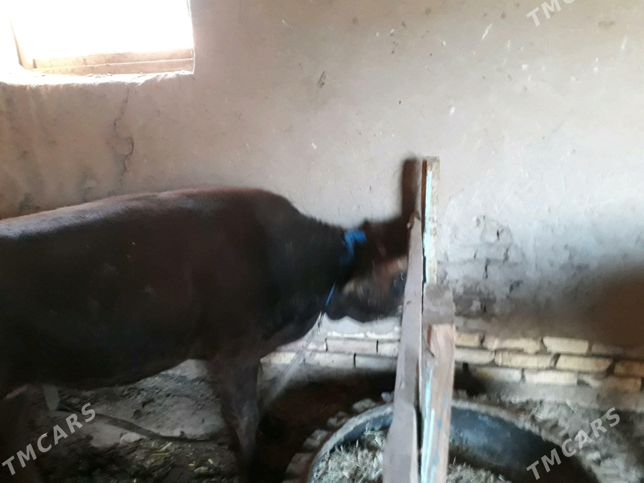 ÕKÜZ - Mary - img 2