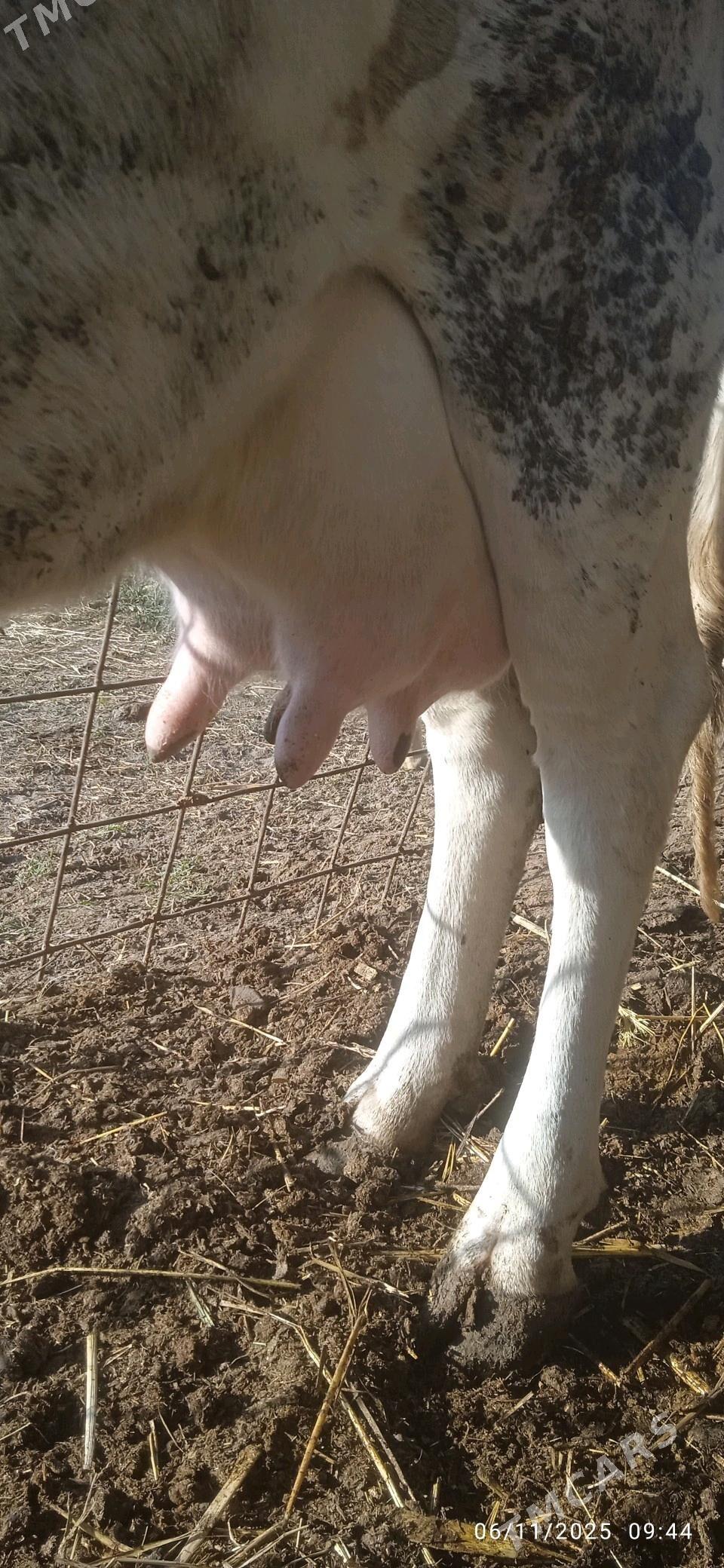 Simental saglyk - Dänew - img 4