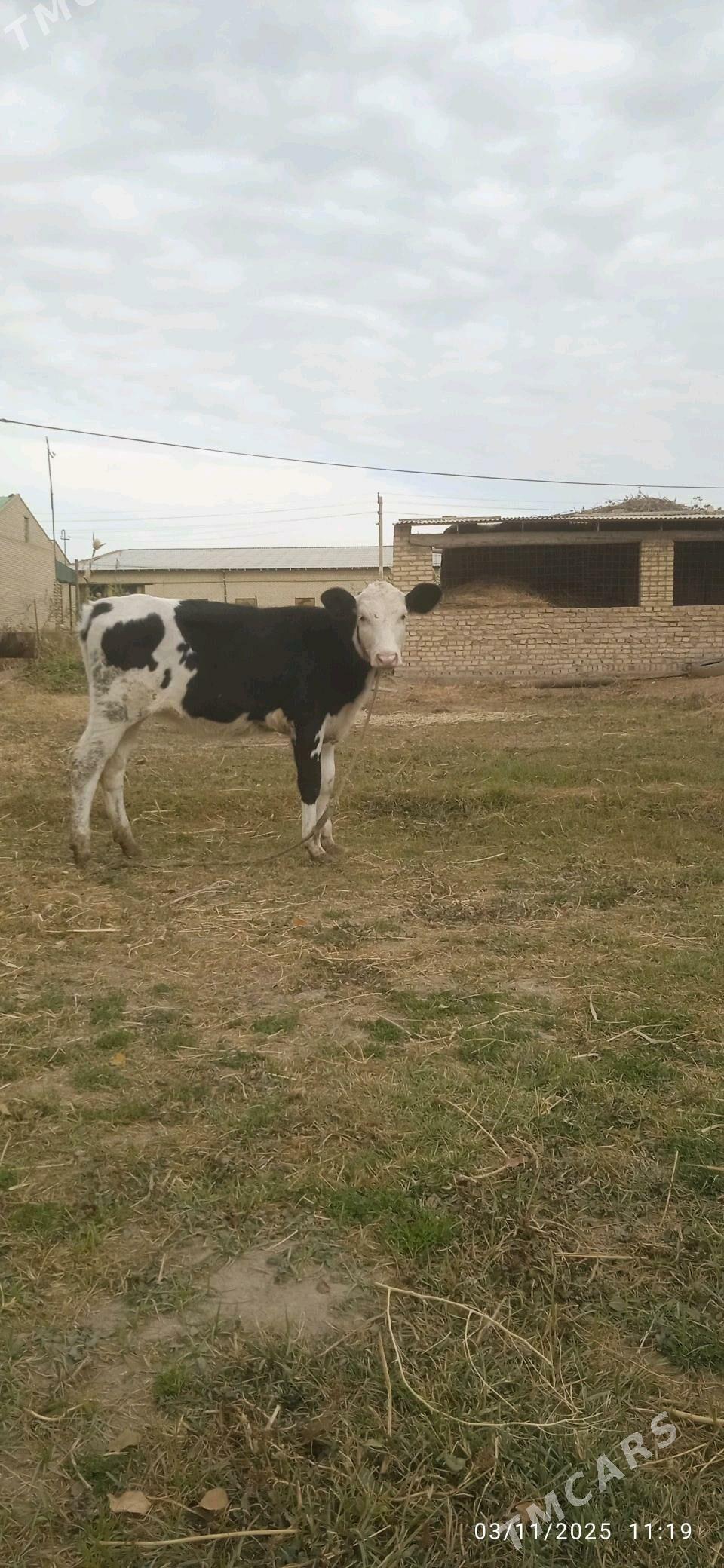 Simental saglyk - Dänew - img 9