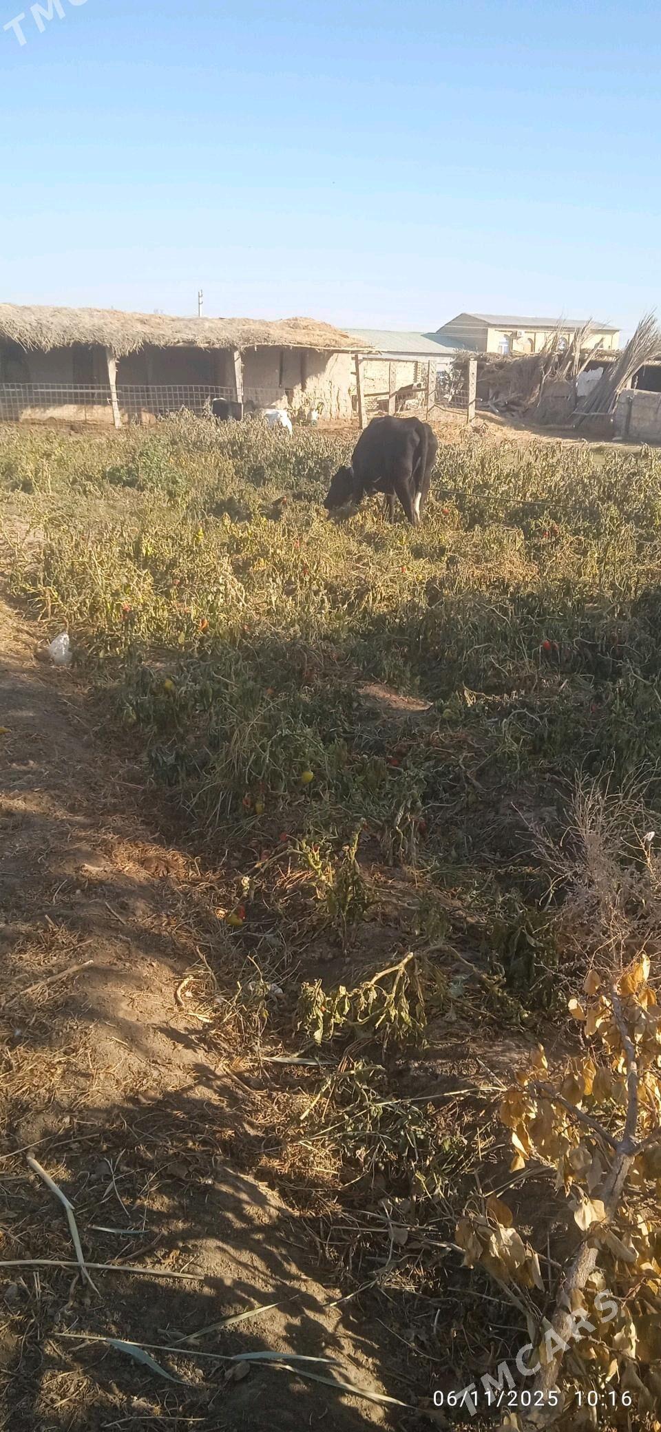 Simental saglyk - Dänew - img 6