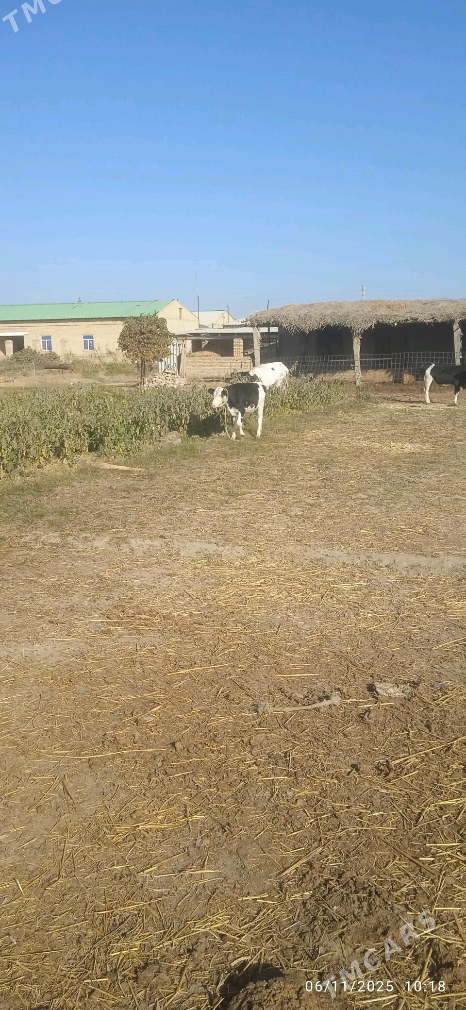 Simental saglyk - Dänew - img 7