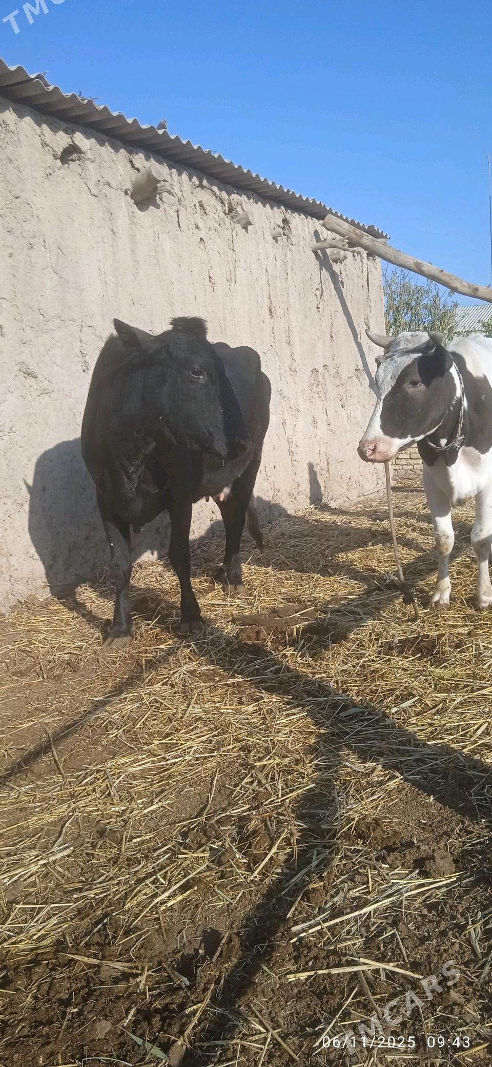 Simental saglyk - Dänew - img 3