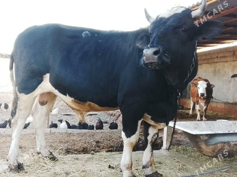 ÖKÜZ GİBRİT - Bäherden - img 3