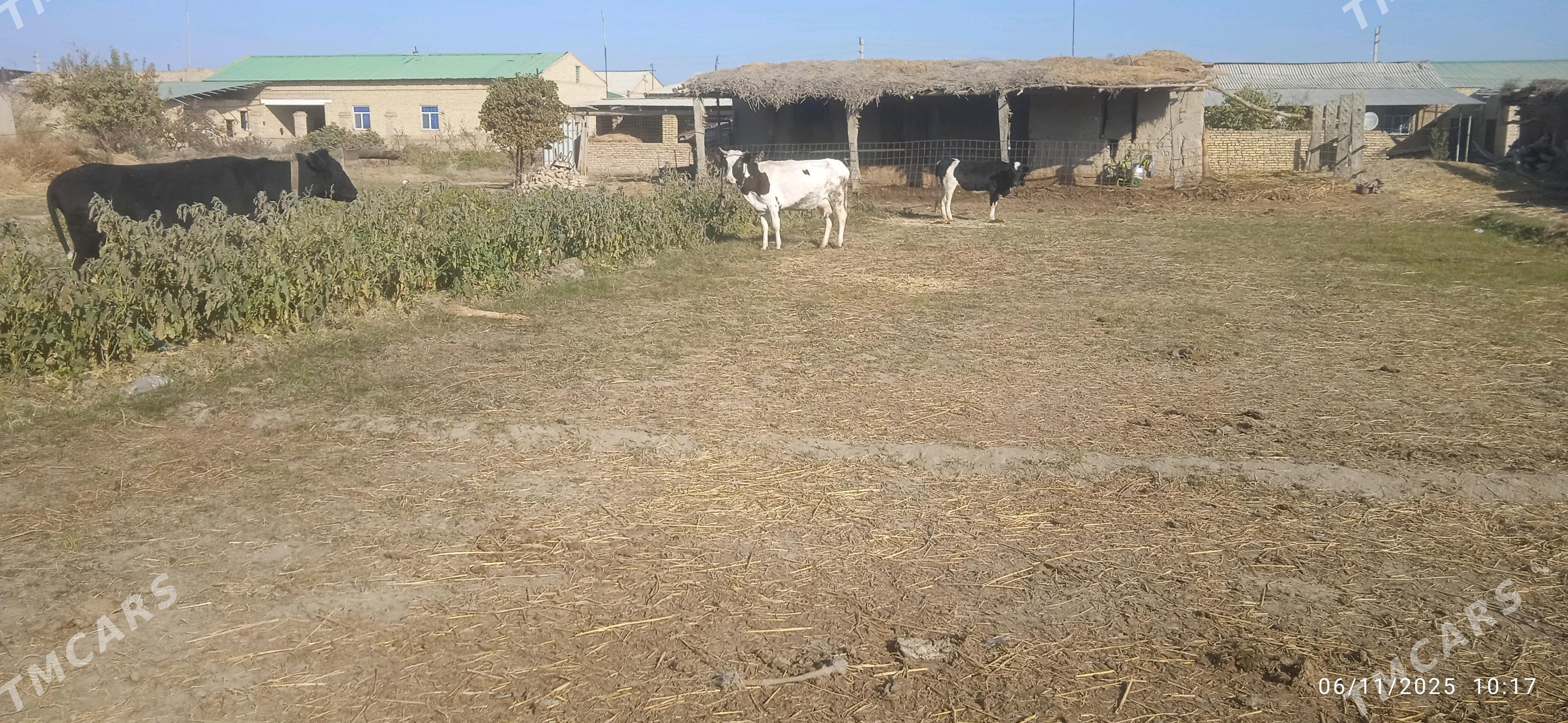 Simental saglyk - Dänew - img 5