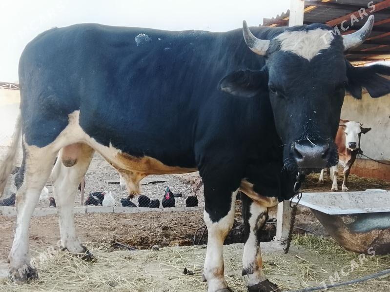 ÖKÜZ GİBRİT - Bäherden - img 1