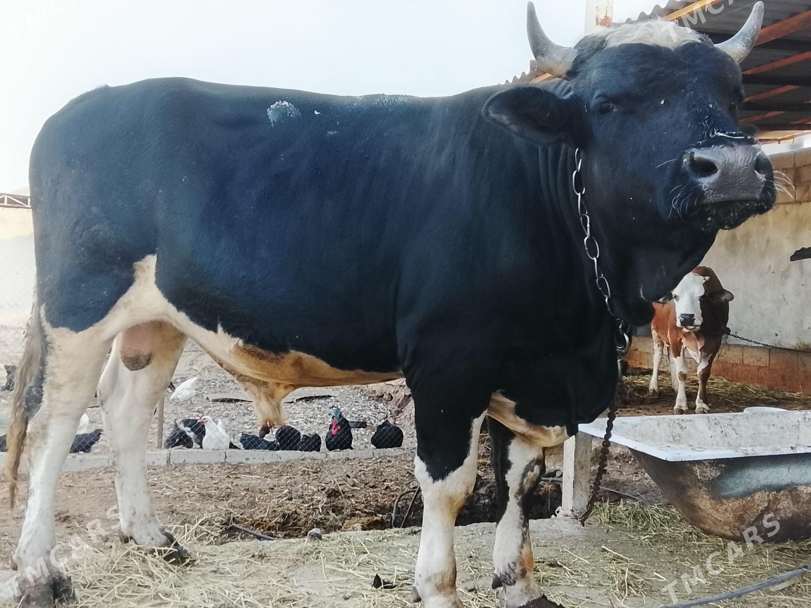 ÖKÜZ GİBRİT - Bäherden - img 2