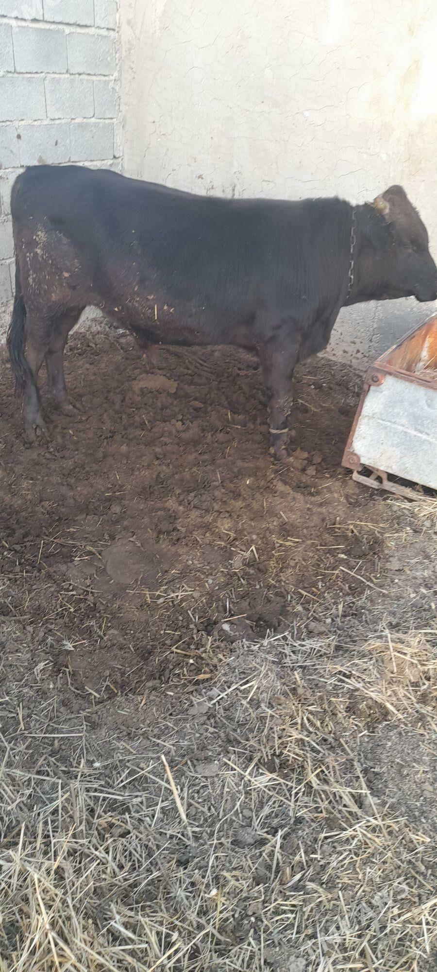 ökiz - Гёкдепе - img 2