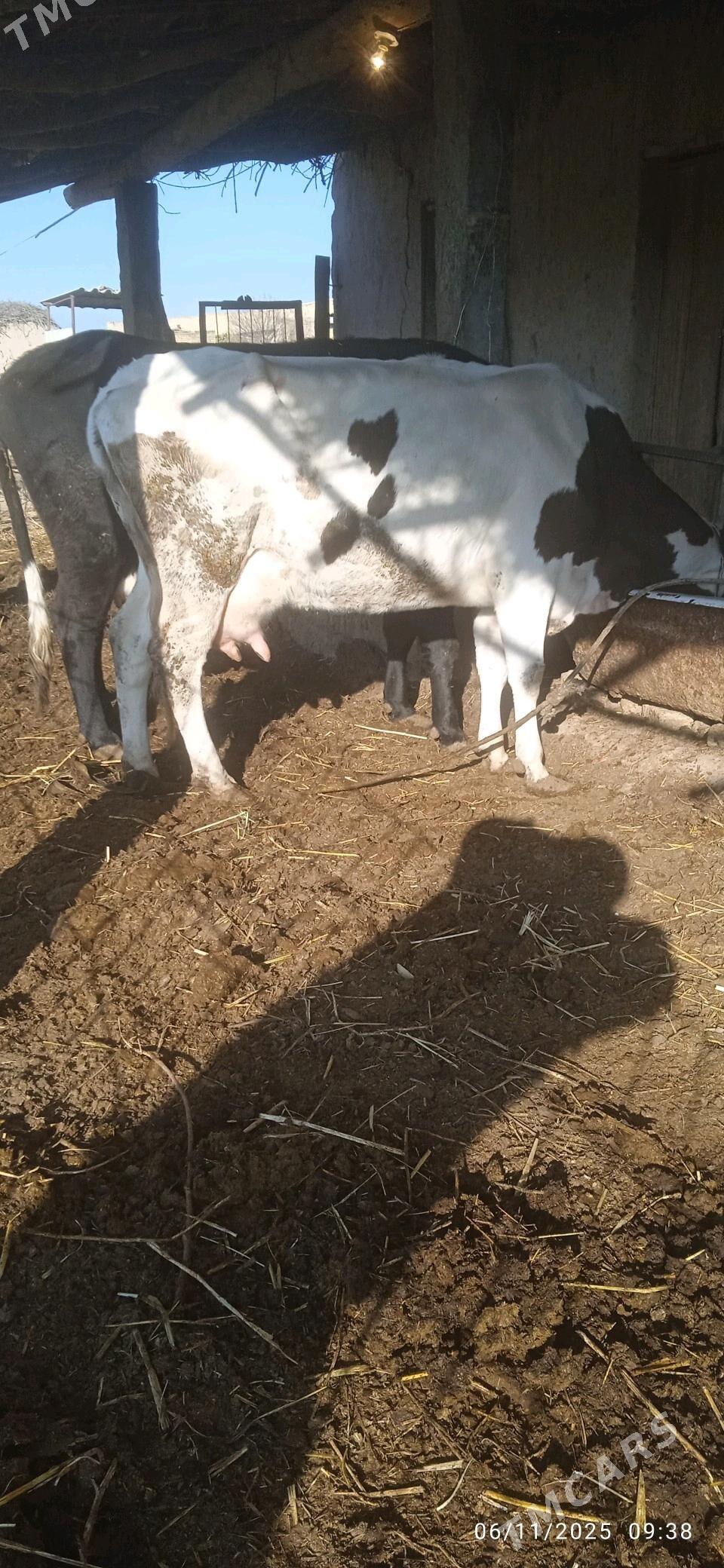 Simental saglyk - Dänew - img 1