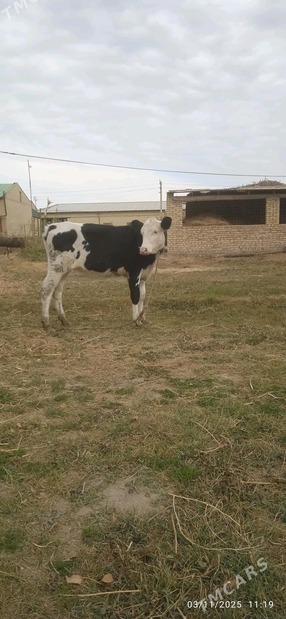 Simental saglyk - Dänew - img 8