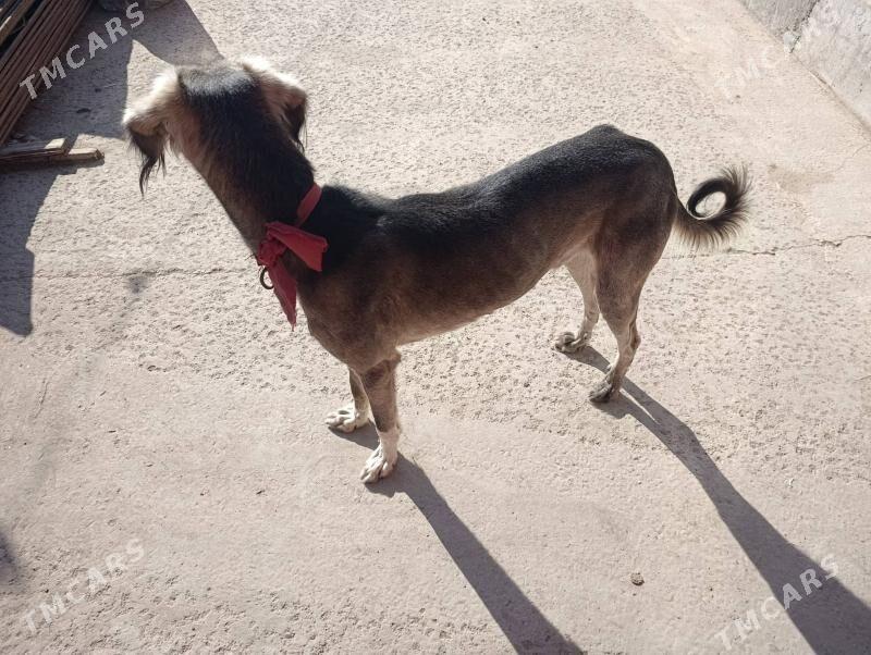 тазы - Türkmenabat - img 3