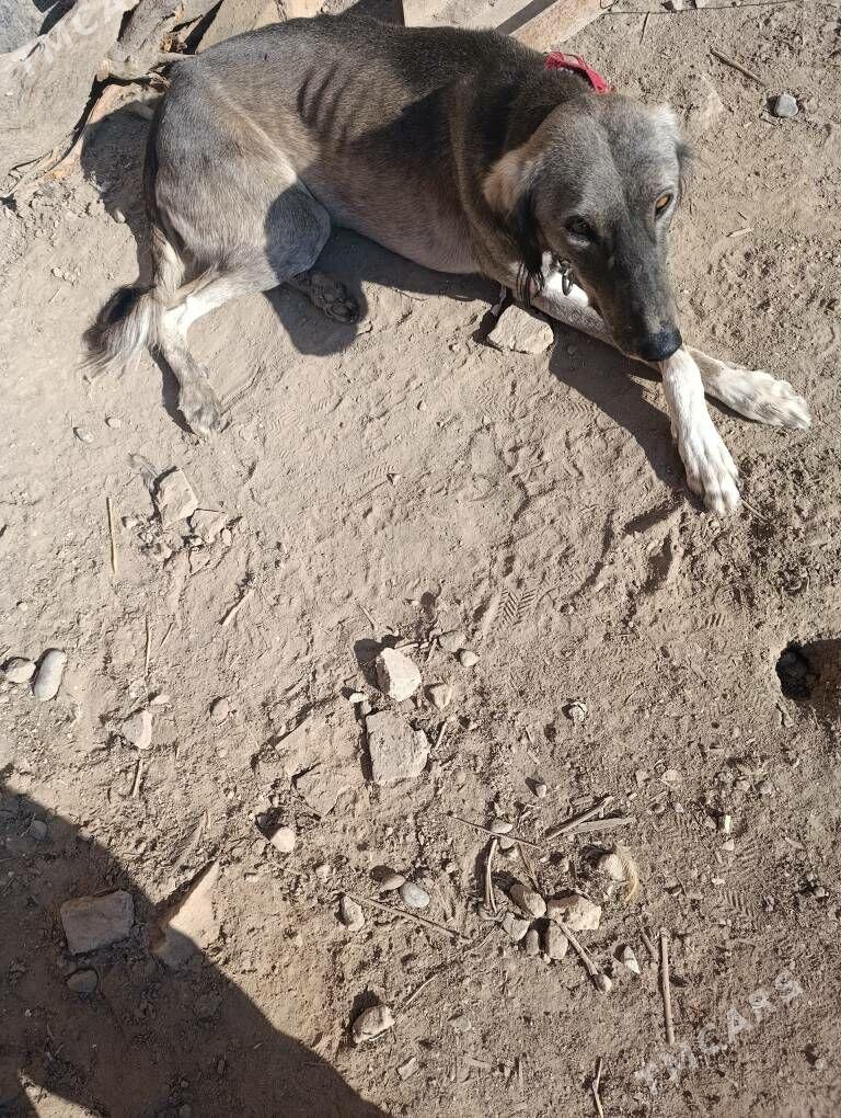 тазы - Türkmenabat - img 1