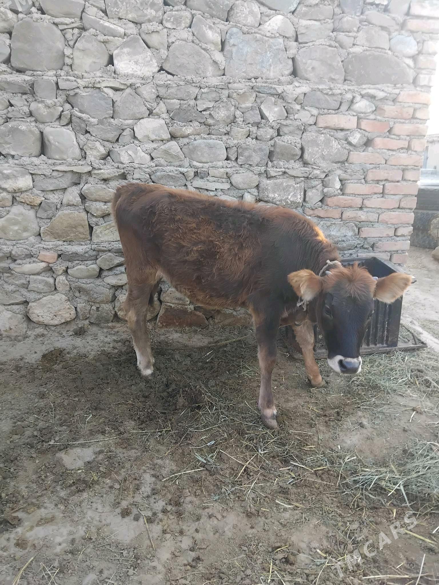 tuwe 8aylyk - Бахарден - img 1