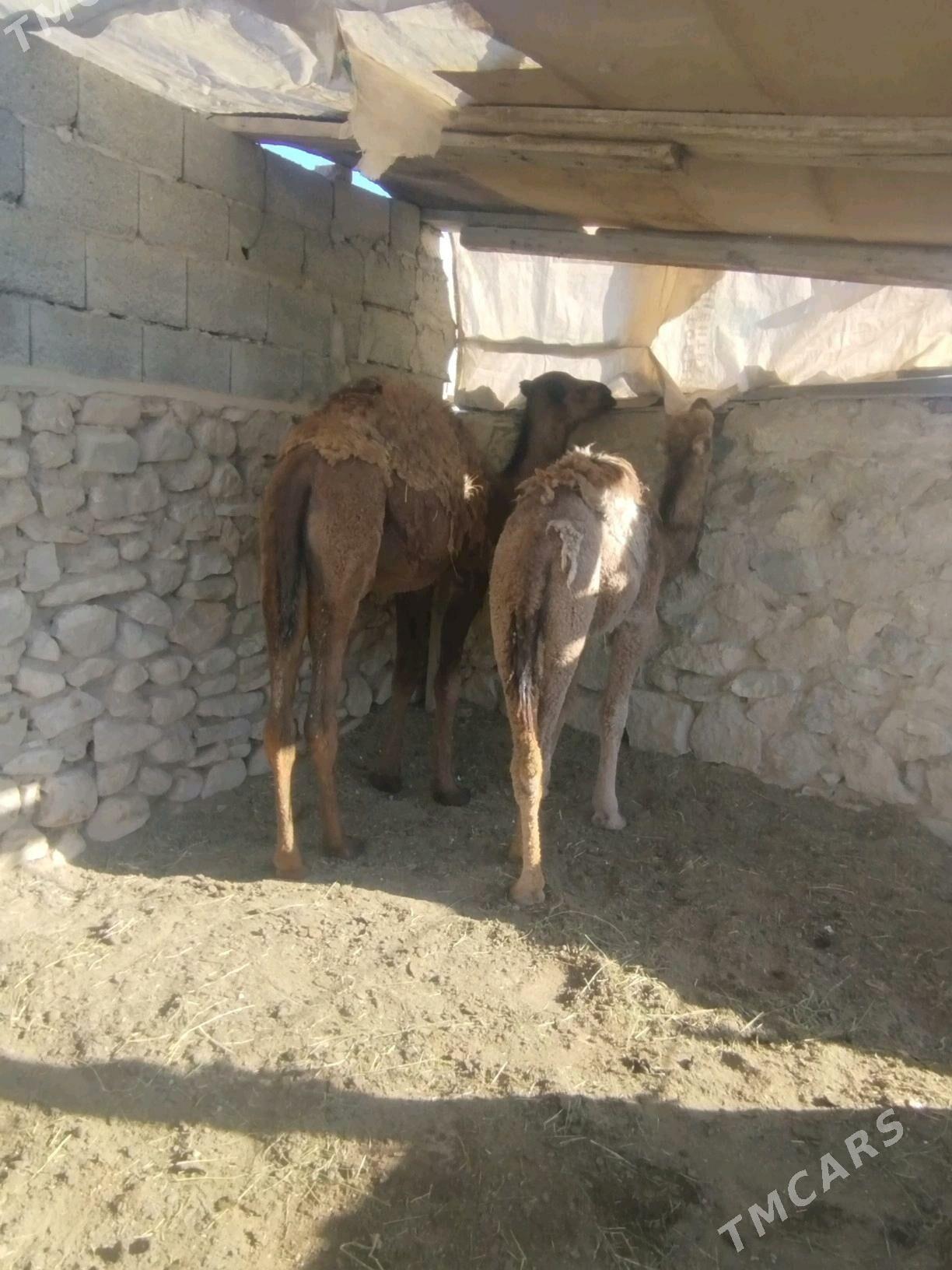 Torum - Gyzylarbat - img 2