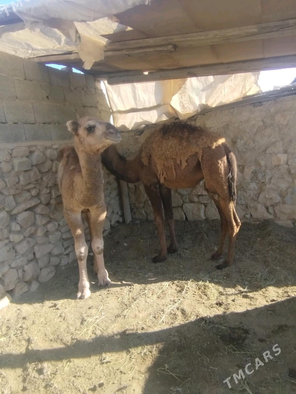 Torum - Gyzylarbat - img 1