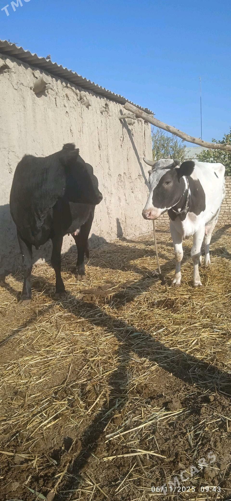 Simental saglyk - Dänew - img 2