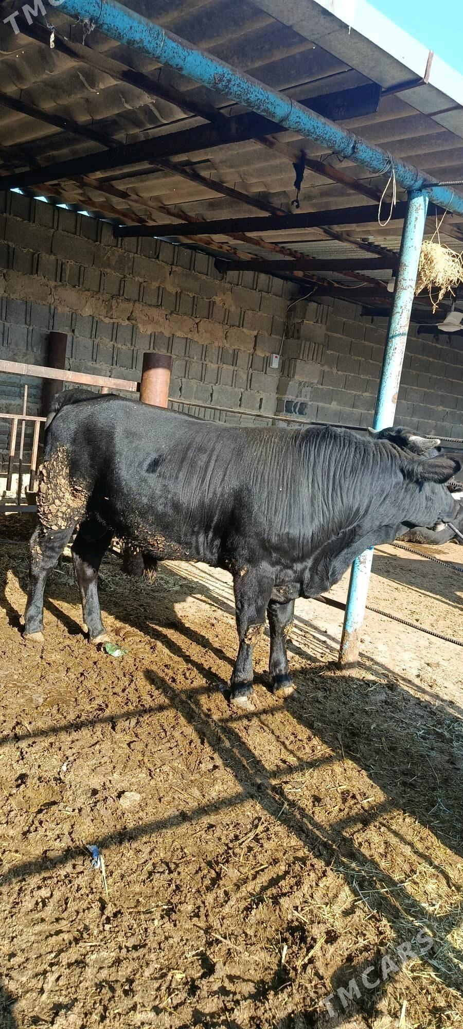 arsa gibrit okuz - Бахарден - img 2