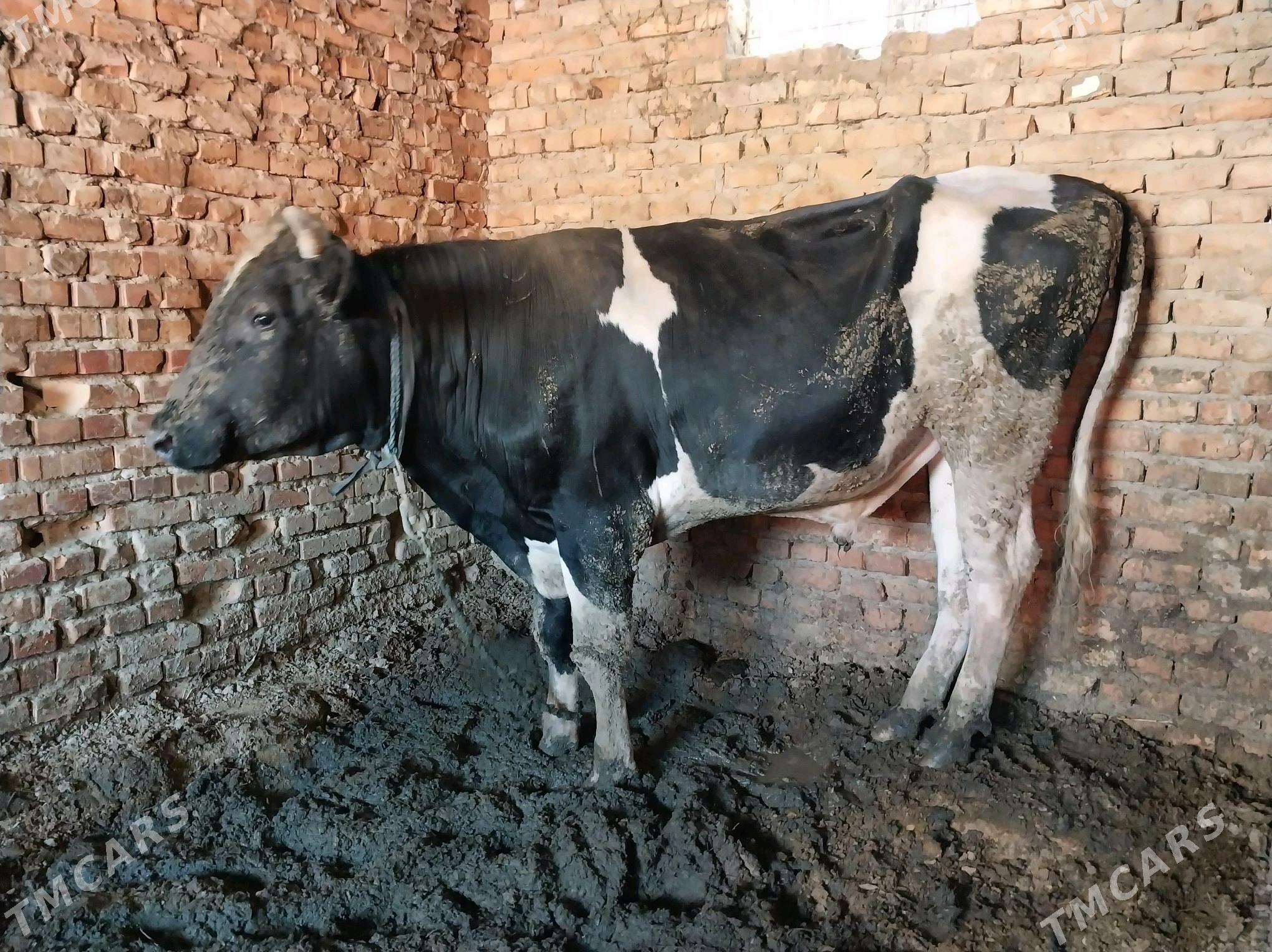 golşteýin okuz - Бахарден - img 1