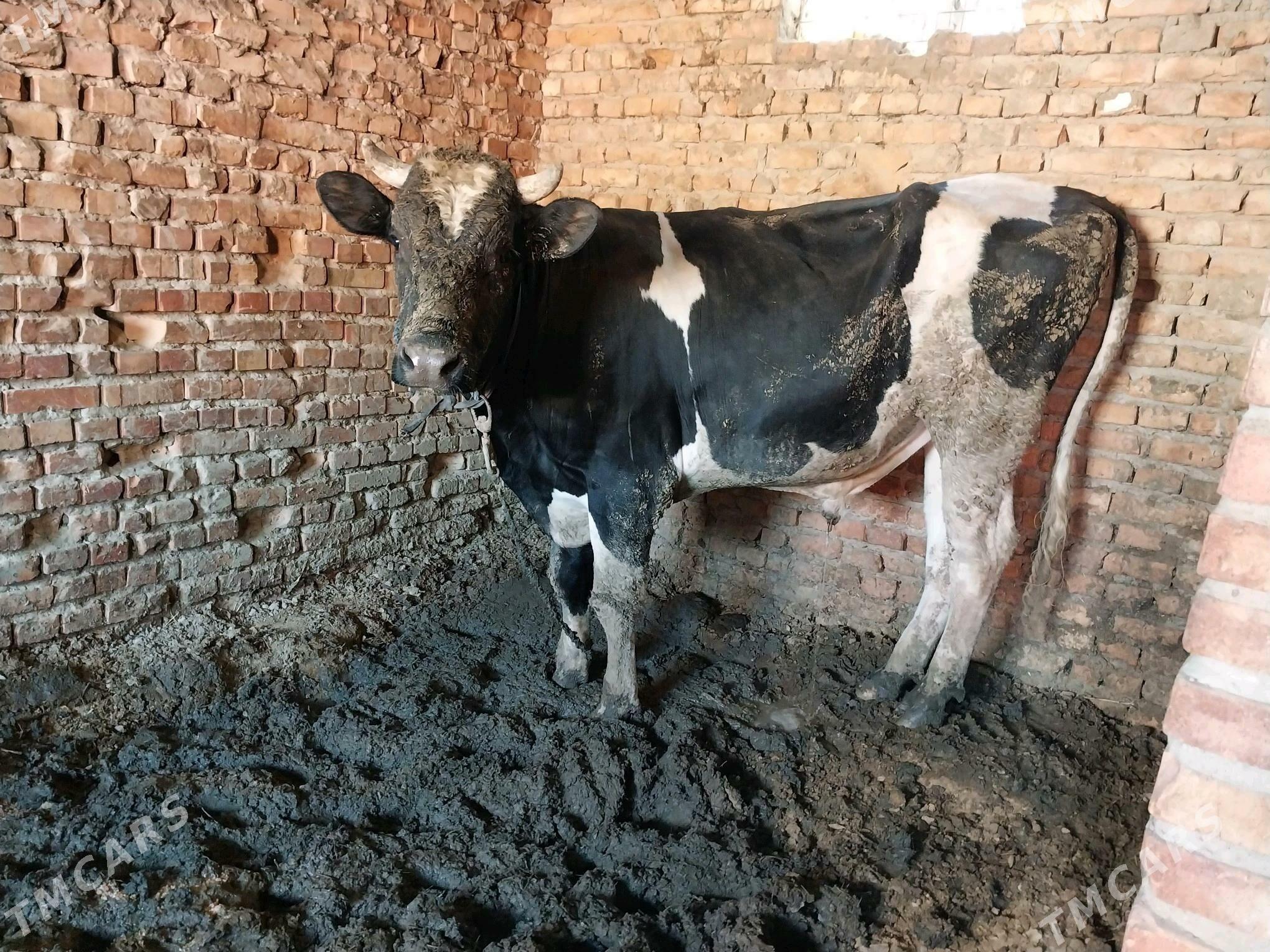 golşteýin okuz - Бахарден - img 4