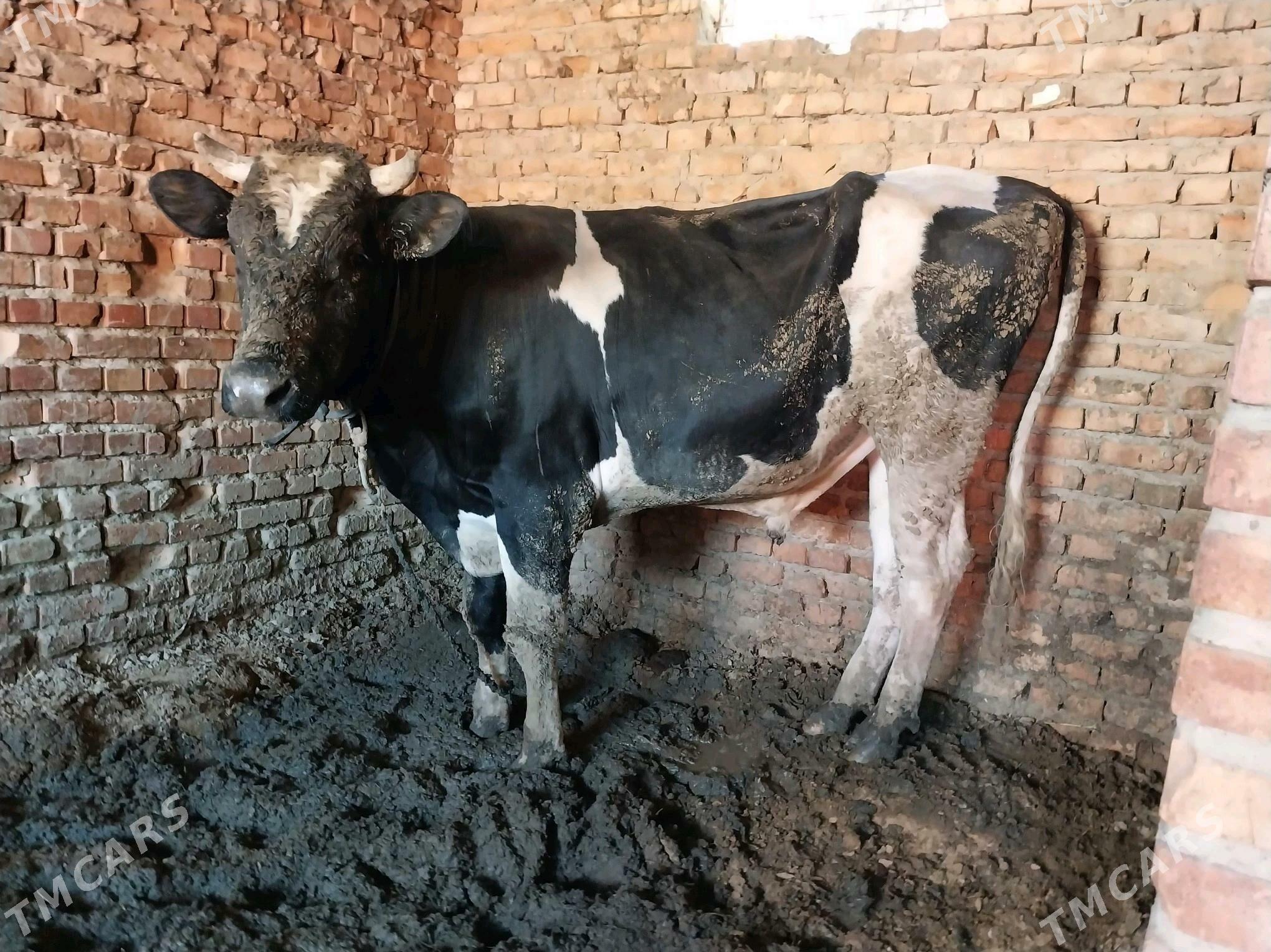 golşteýin okuz - Бахарден - img 3