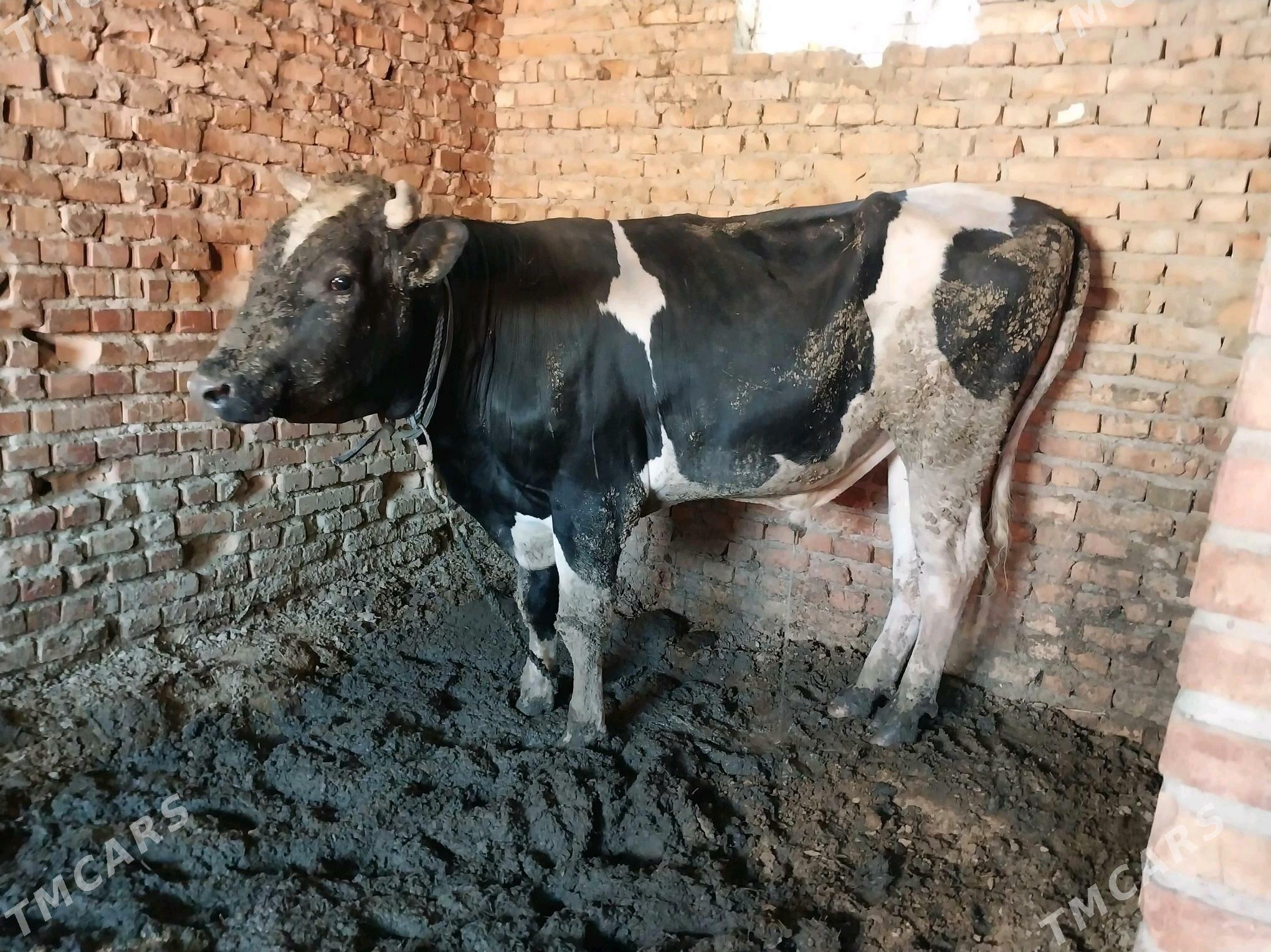 golşteýin okuz - Бахарден - img 6