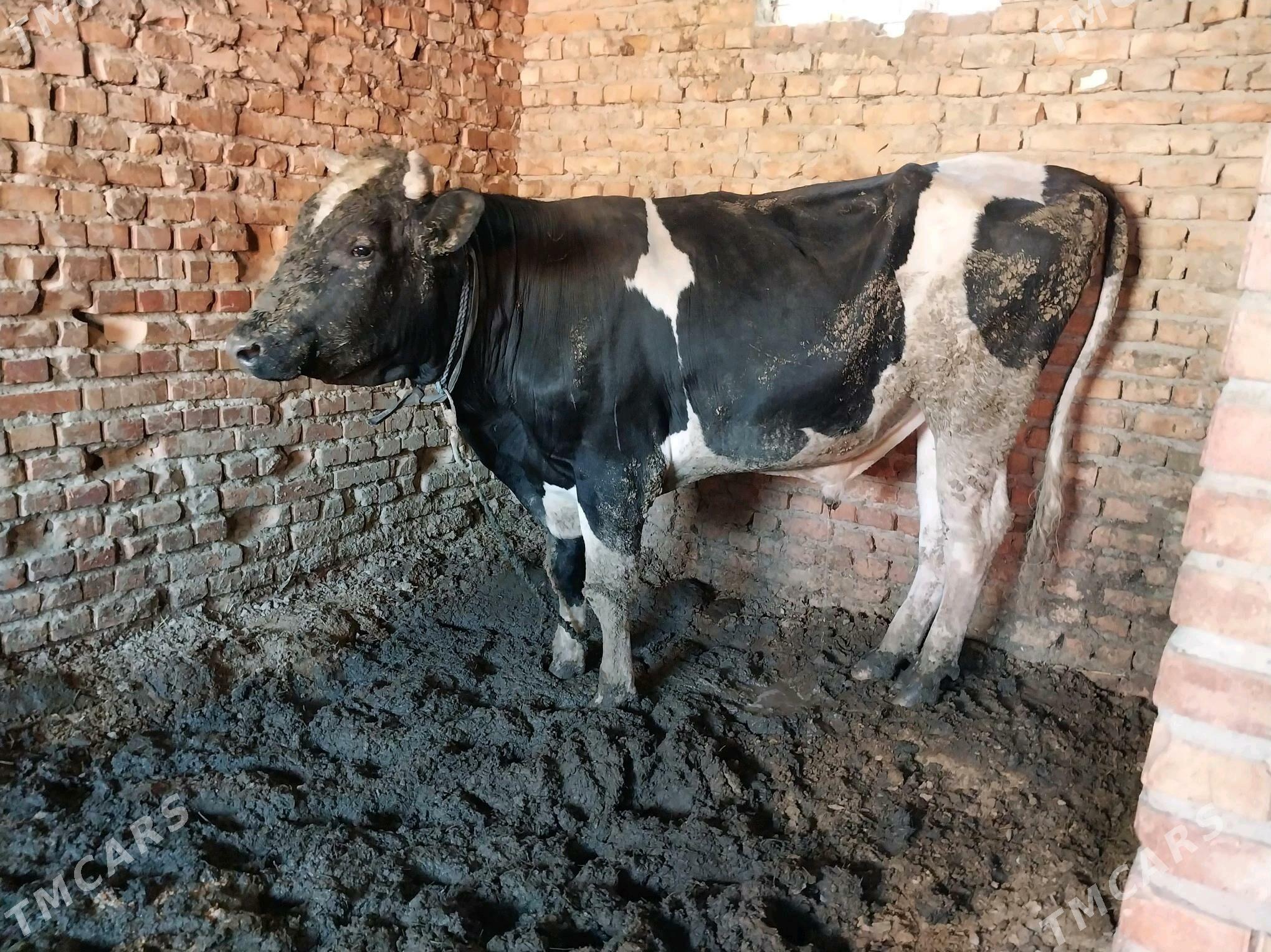 golşteýin okuz - Бахарден - img 2