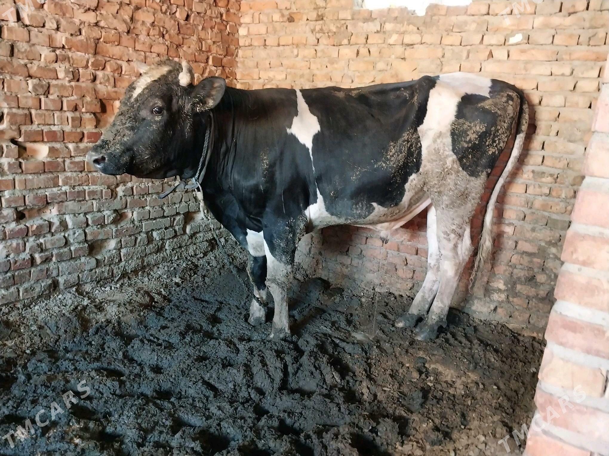 golşteýin okuz - Бахарден - img 5