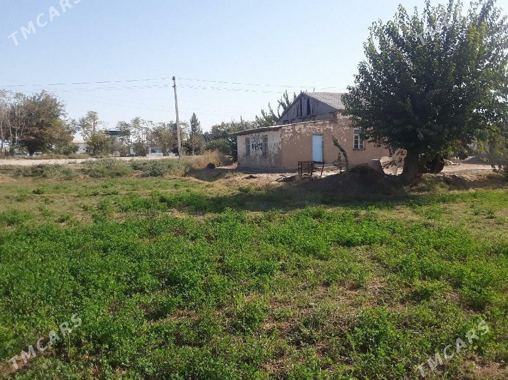 Turkmengala jay - Türkmengala - img 1