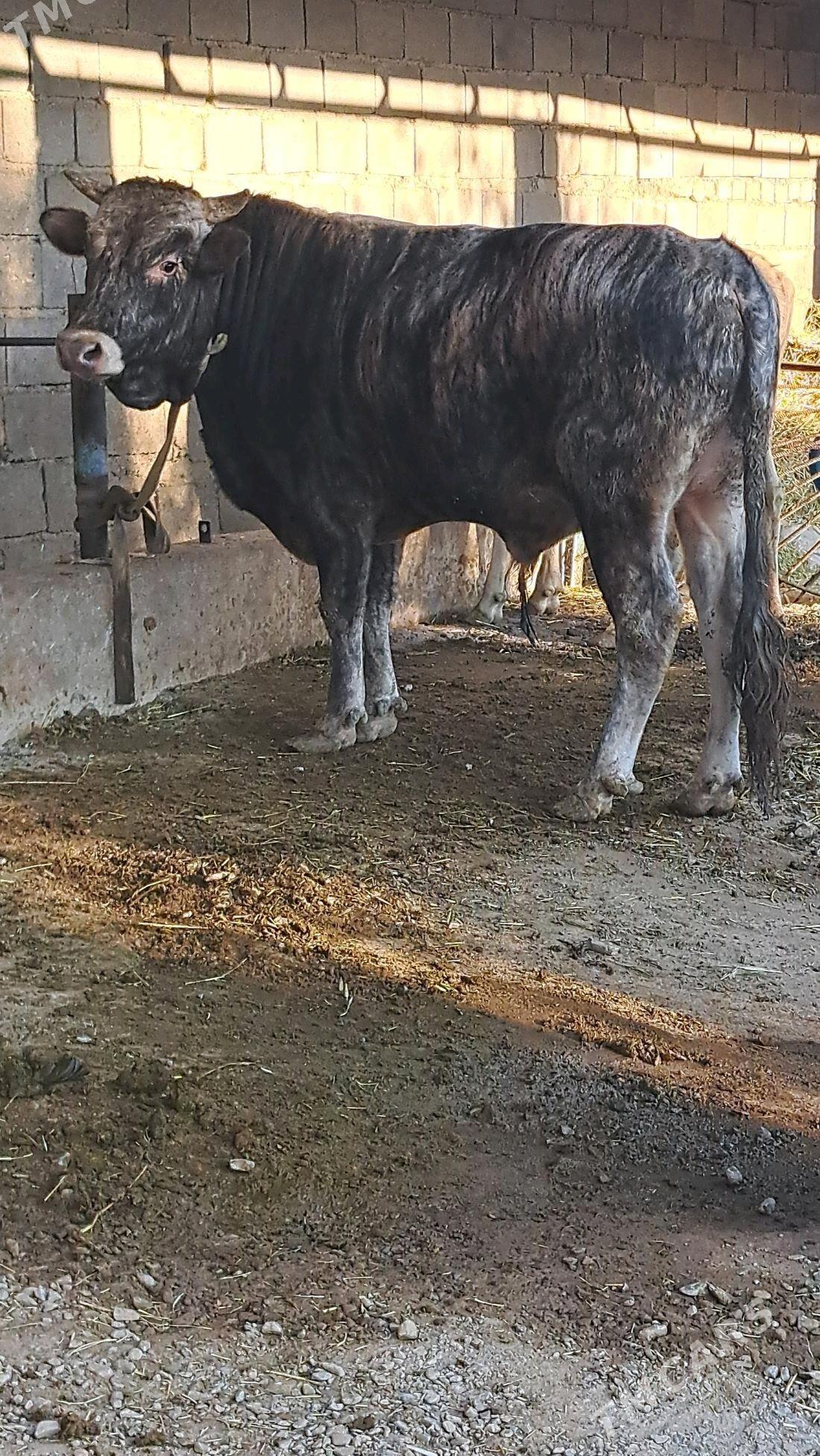 Swes uly okuz - Бахарден - img 4