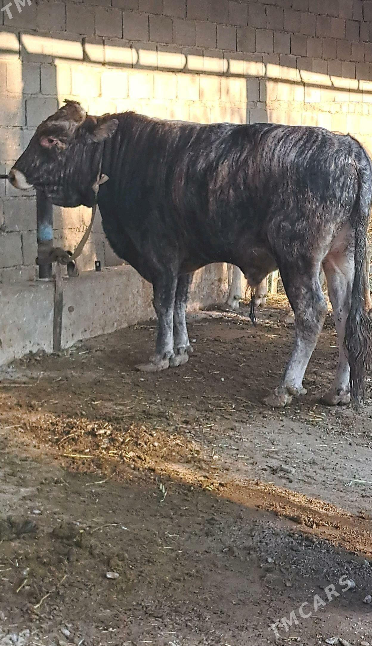 Swes uly okuz - Бахарден - img 2