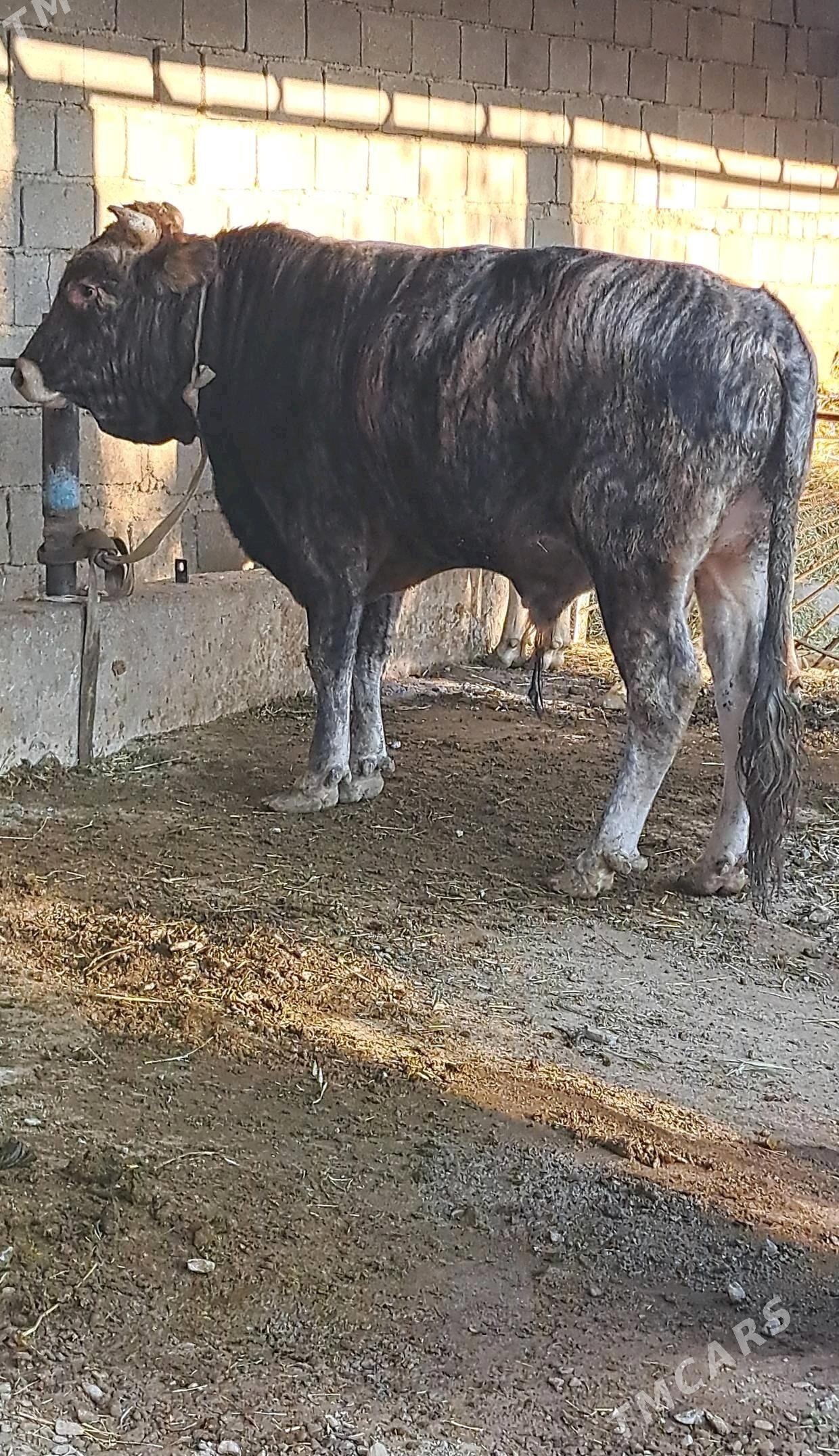 Swes uly okuz - Бахарден - img 3