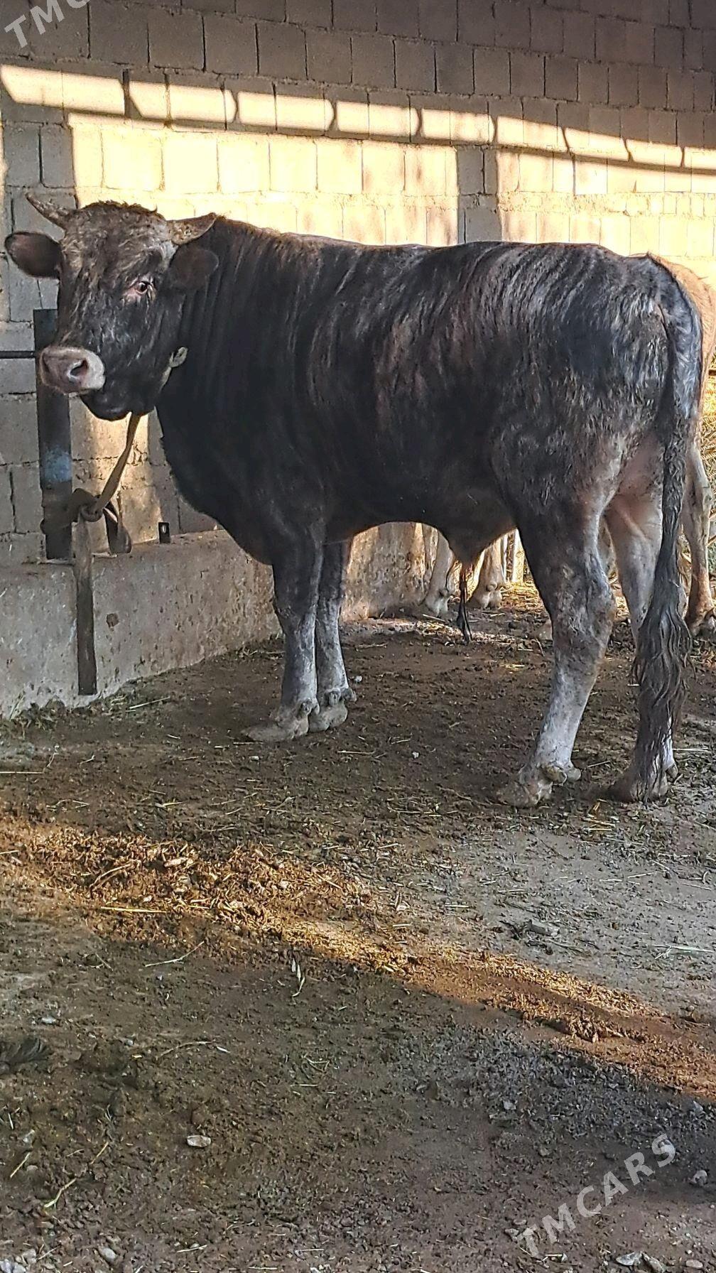 Swes uly okuz - Бахарден - img 1