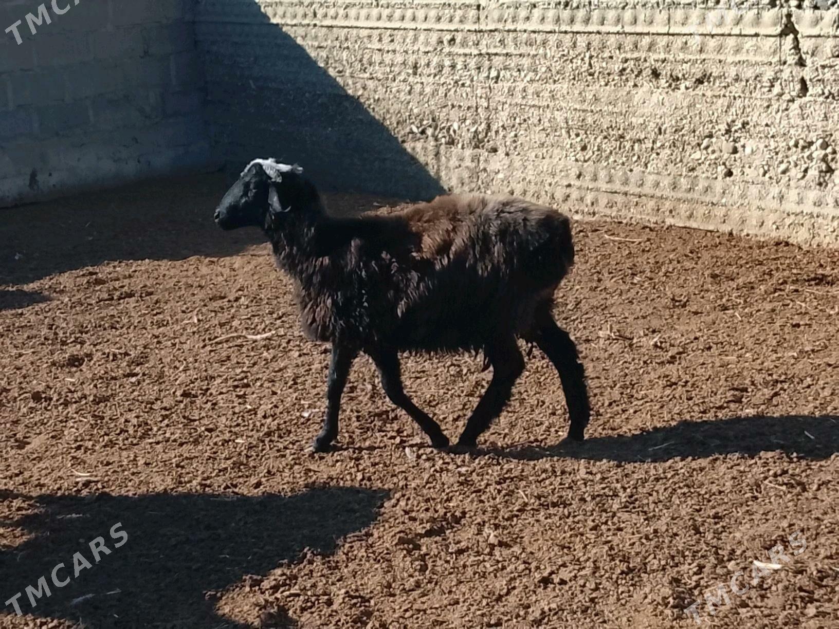 goýun - Эсенгулы - img 2