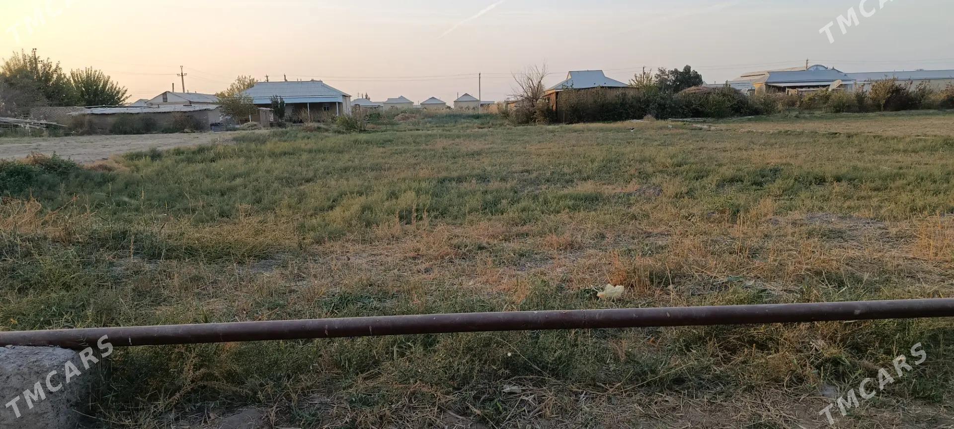 satlyk mellek - Sakarçäge - img 2