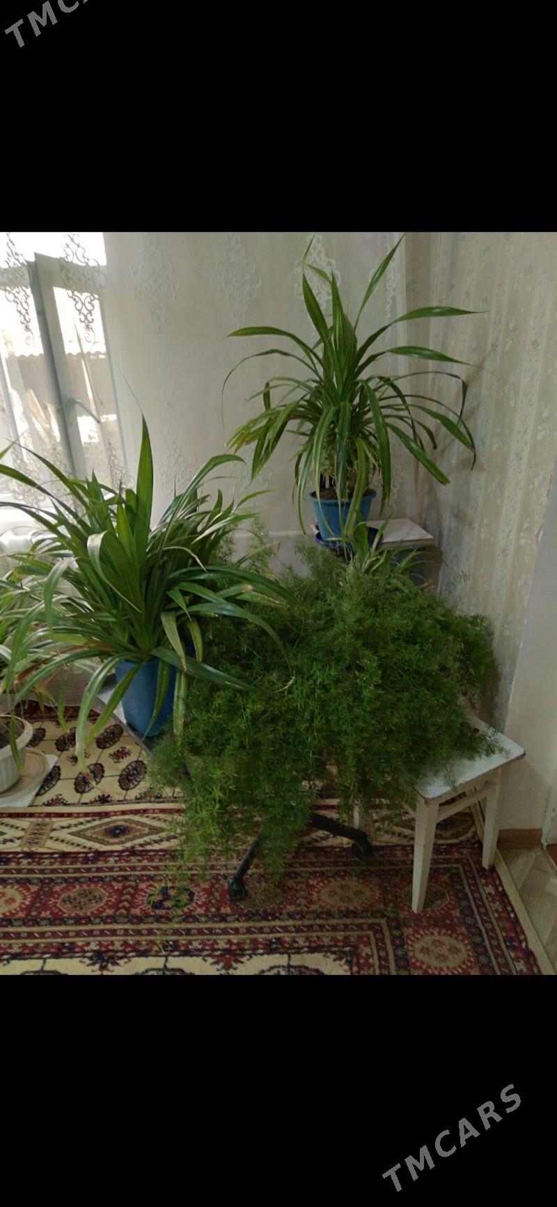 Панданус отростки дешëвые - Türkmengala - img 4