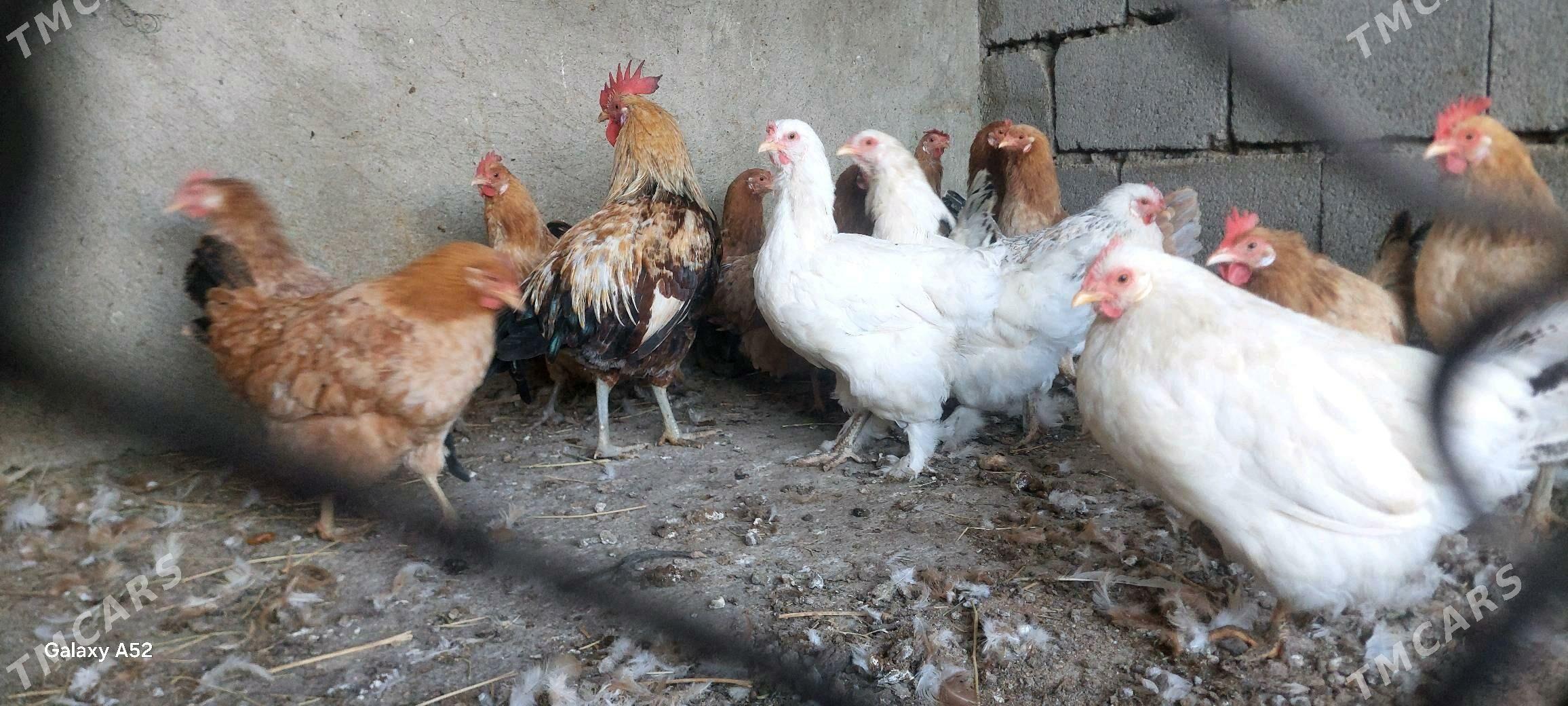 Tovuk - Büzmeýin - img 2