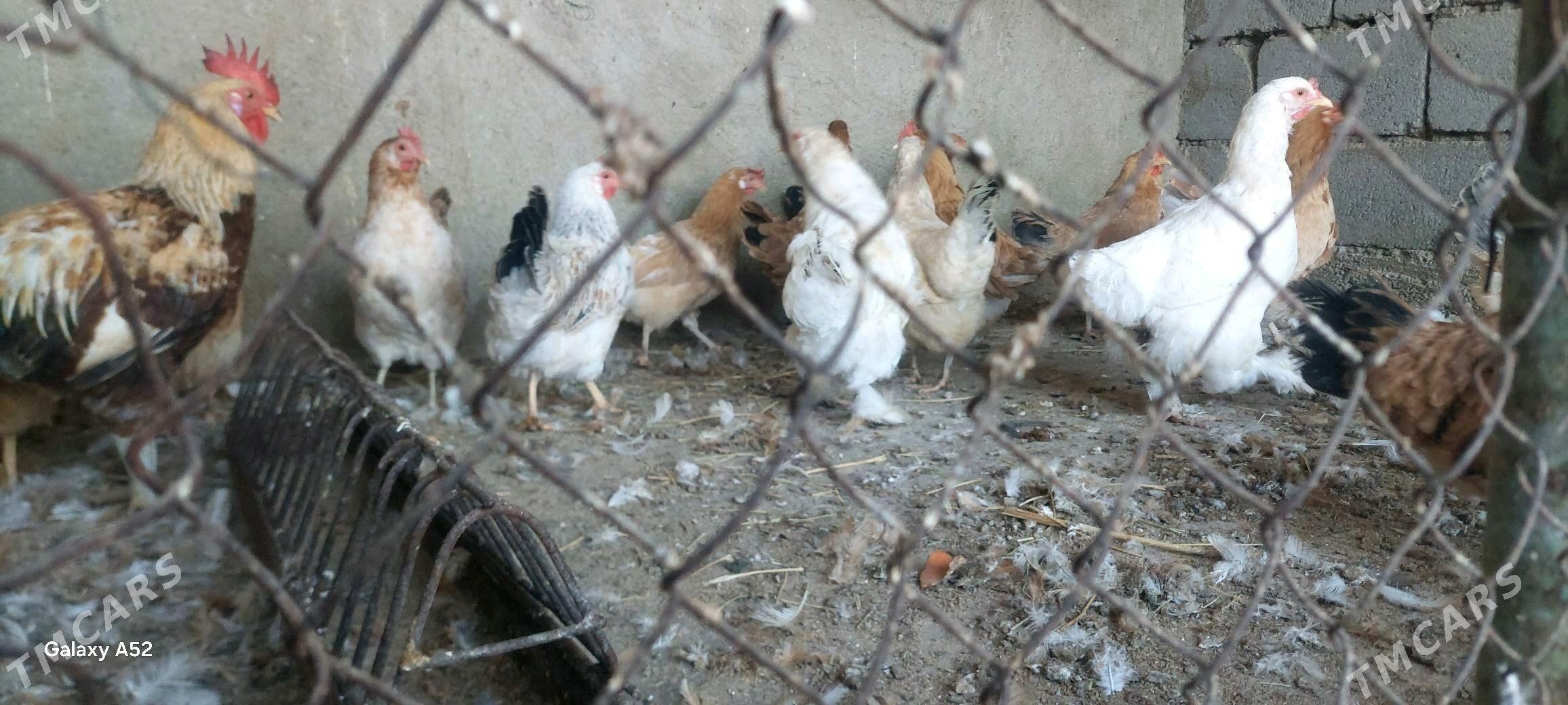 Tovuk - Büzmeýin - img 7