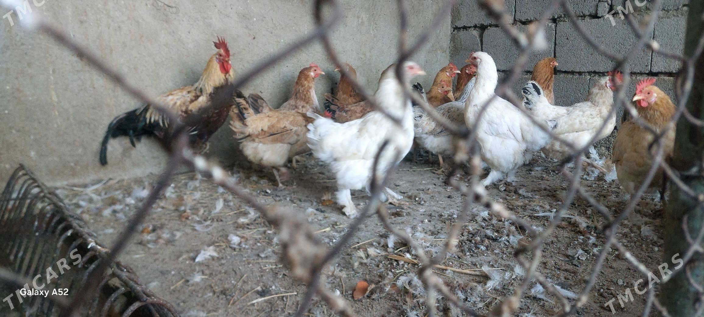 Tovuk - Büzmeýin - img 5