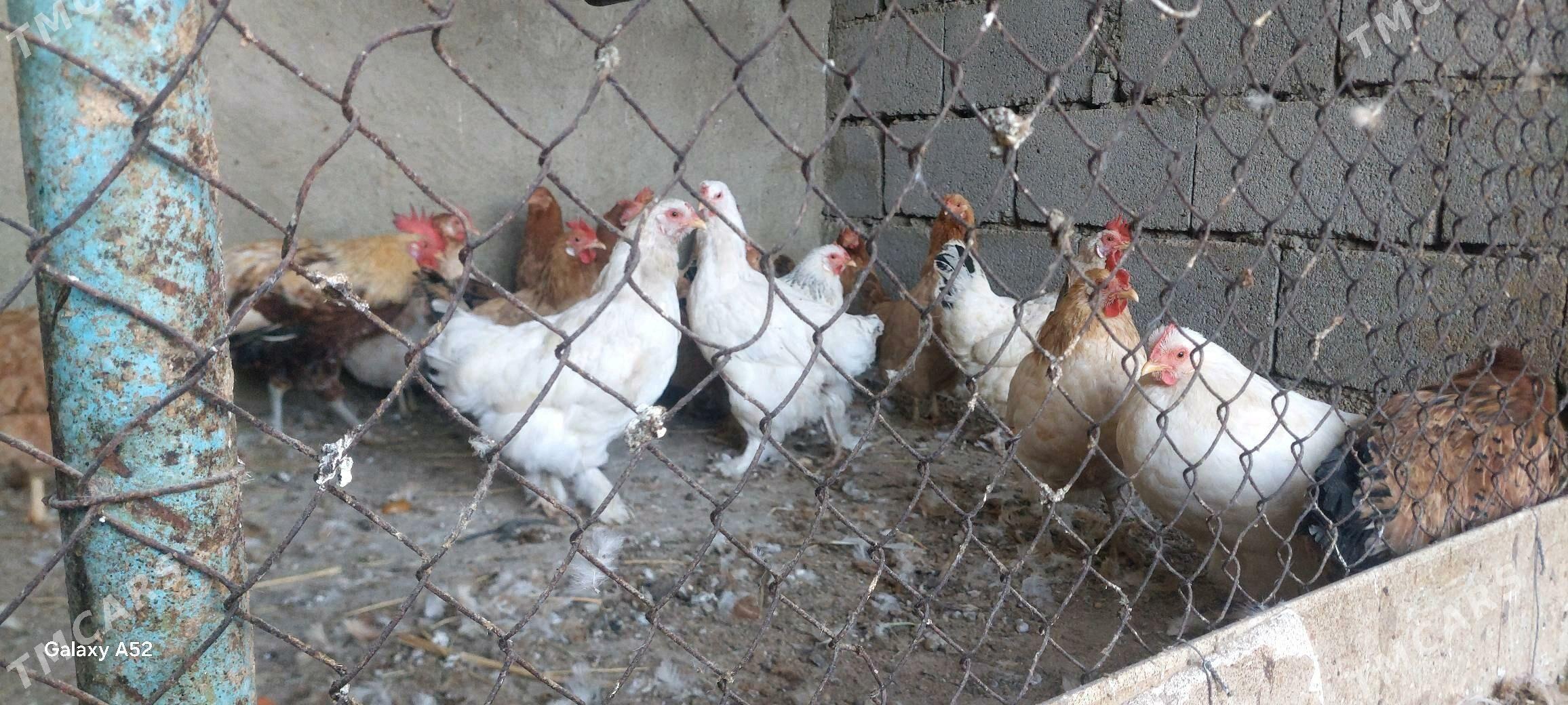 Tovuk - Büzmeýin - img 4