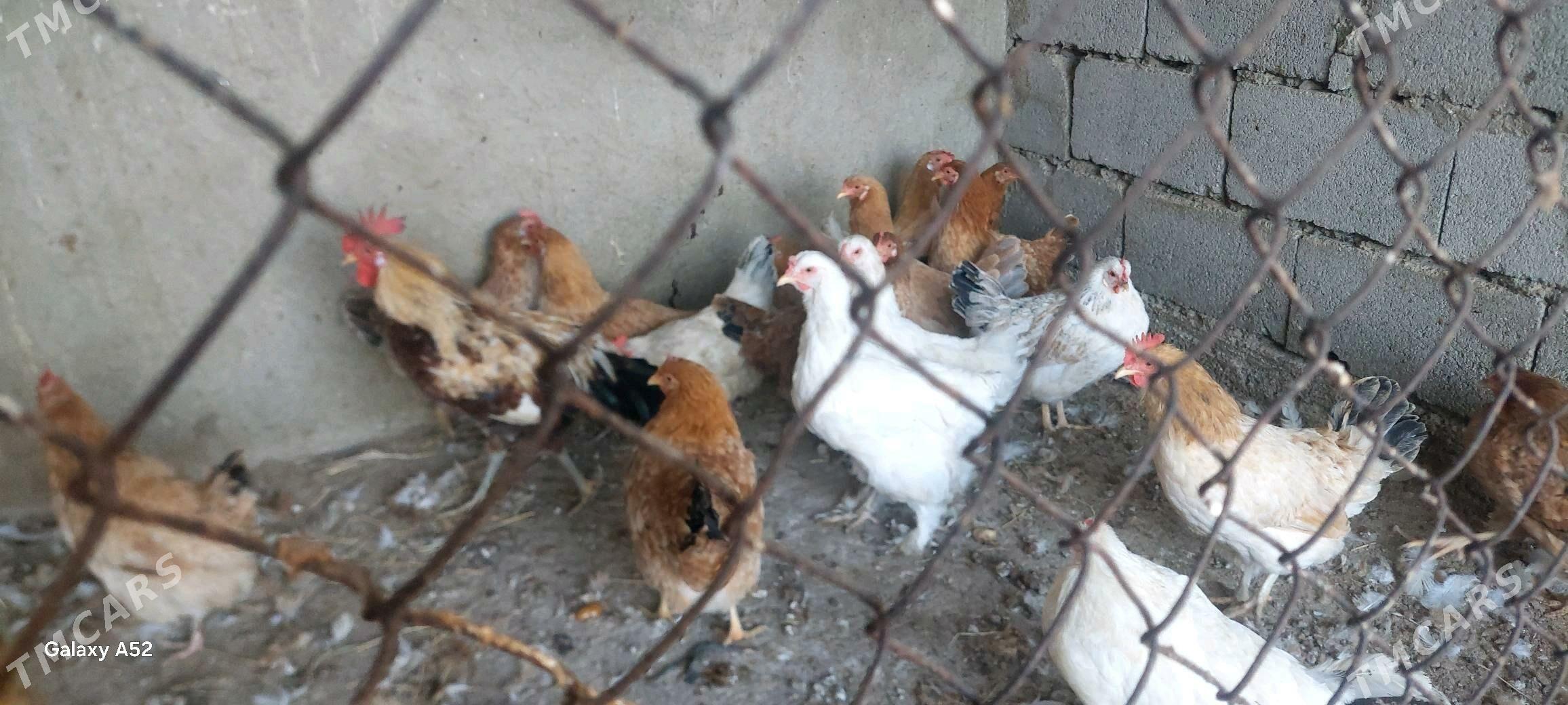 Tovuk - Büzmeýin - img 1