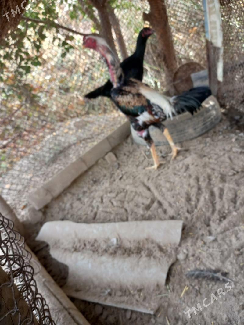 Bayes horaz - Сакар - img 2