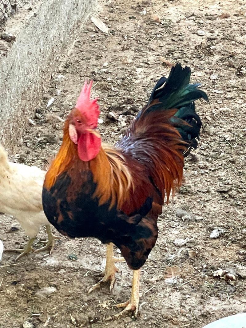 Horazlar - Çoganly - img 2