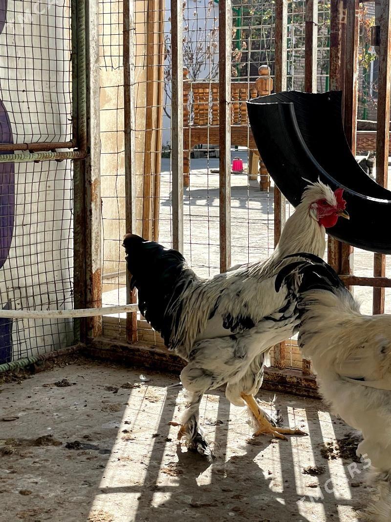 Horazlar - Çoganly - img 4