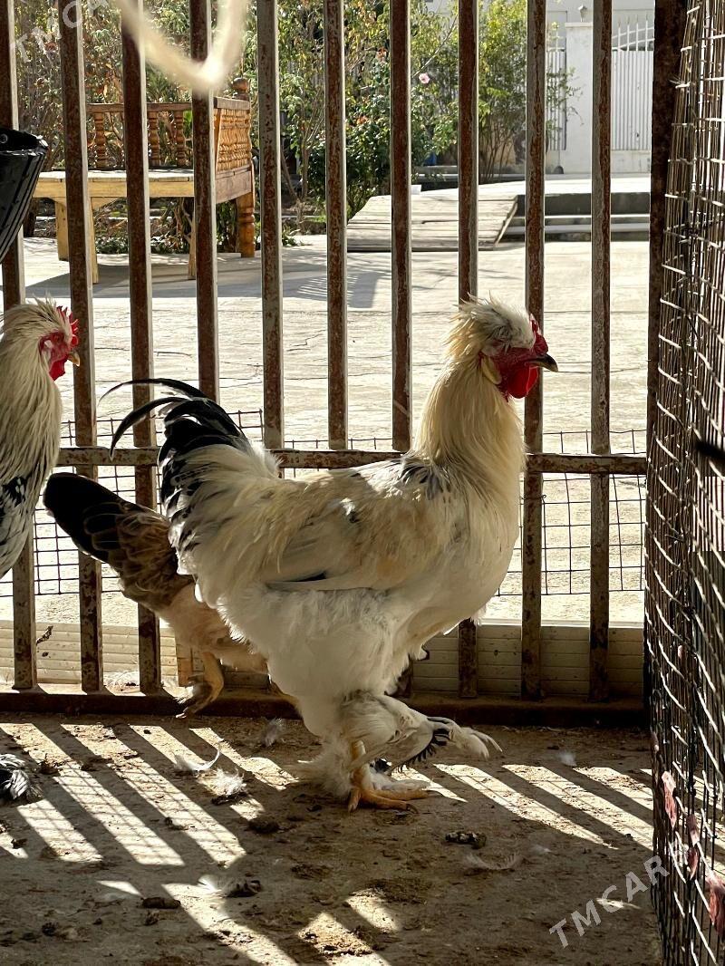 Horazlar - Çoganly - img 3